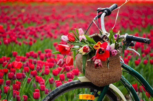 Why couldn't the spring flower ride its bike?