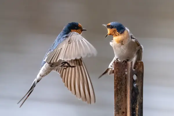 How do birds threaten one another?