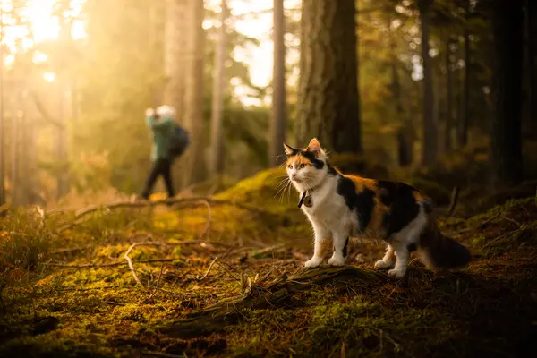 What type of cat loves to go on hikes?
