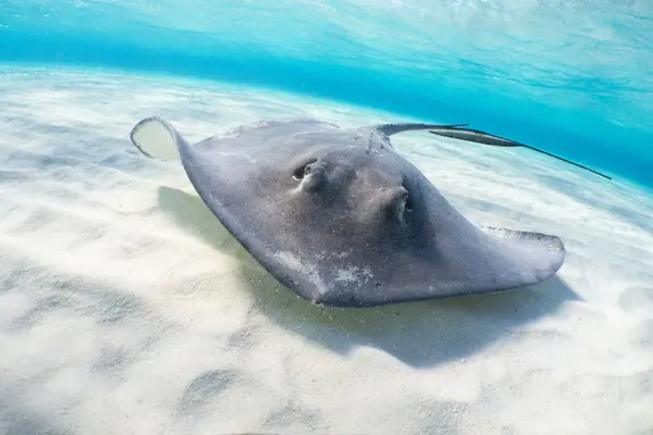 Where does the stingray's husband hang out?