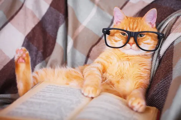 What's a kitty's favorite book?