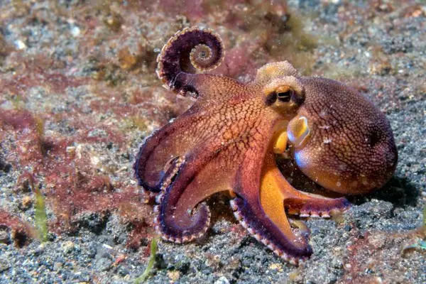 Who does an octopus see when it's not feeling well?