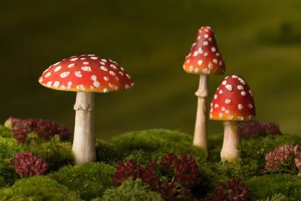 Everyone says that mushroom is such a fungi, so why didn't they have the party at his house?