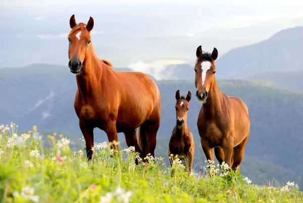 Which celebrity is loved by all horses?