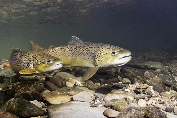 What do you get if you cross a trout with an apartment?