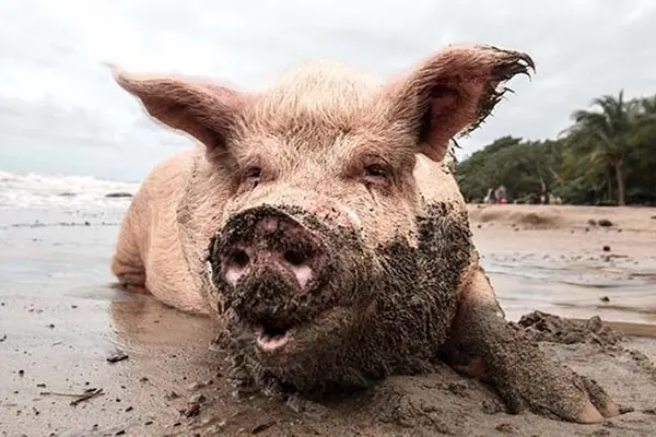 What do you get if you cross a pile of mud with a pig?