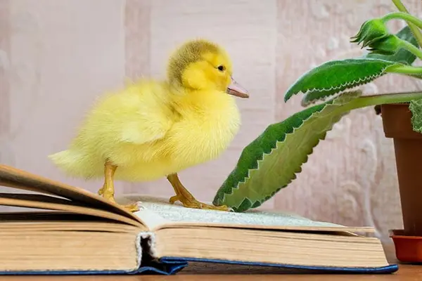 What do you call a waterfowl that reads Herman Melville?