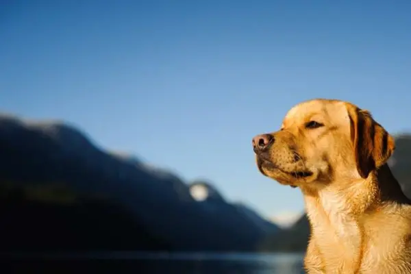 What kind of dog wears a uniform and medals?