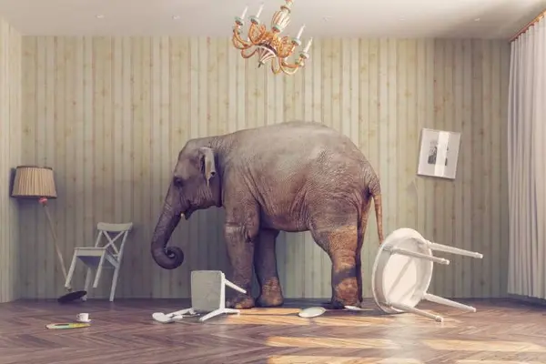 How do you get out of an elephant's stomach?