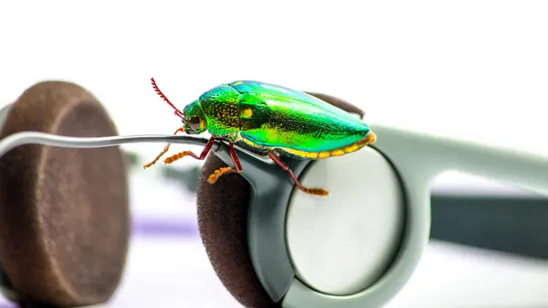 What's a bug's favorite Frank Sinatra song?