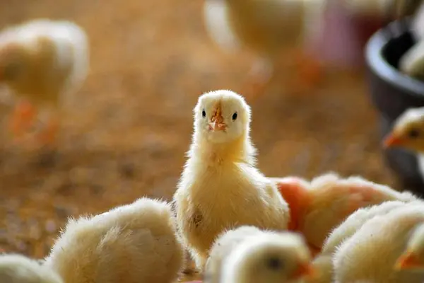 Why did Beethoven give away his chickens?