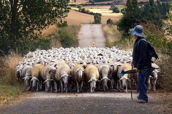 Why don't shepherds know how many sheep they have?