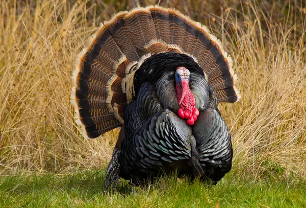 What did the turkey say before Thanksgiving dinner?