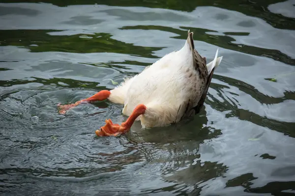 What did the duck say when his friend pulled a prank on him?