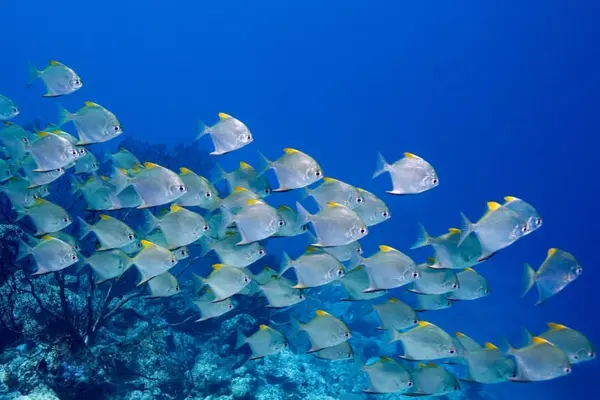 What do you call a fish on a hot day?