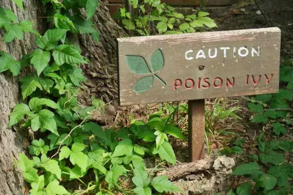 What do you get when you cross poison ivy with a 4-leaf clover?