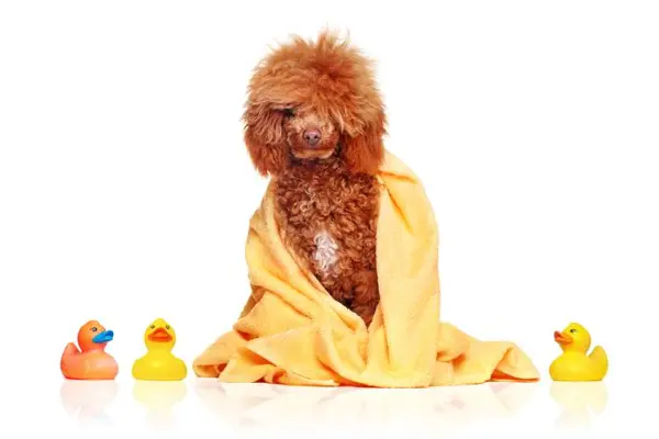 What type of dog loves to take showers?