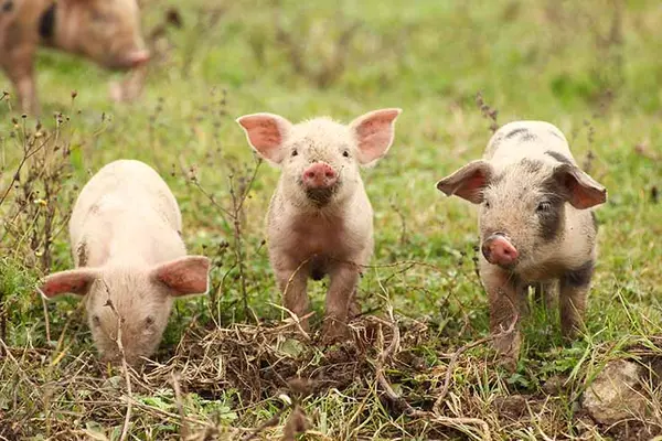 What do you call the story of The Three Little Pigs?