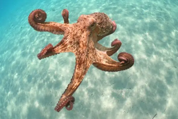 What do you call octopus twins?