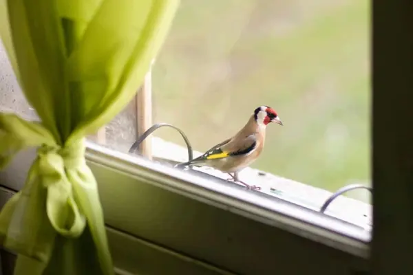 What do you call fowl that fly into windows?