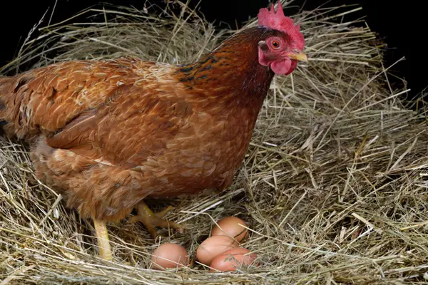 What kind of egg did the evil chicken lay?