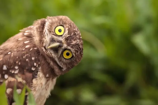 What bird is losing its hair?