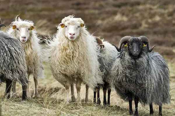 Where do sheep get their hair cut?