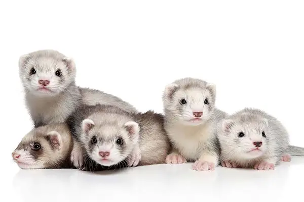 Why do baby ferrets never get in trouble?