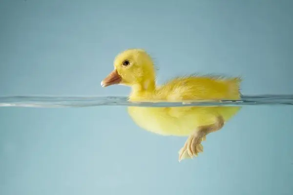 What did the duck say as he was buying chapstick?