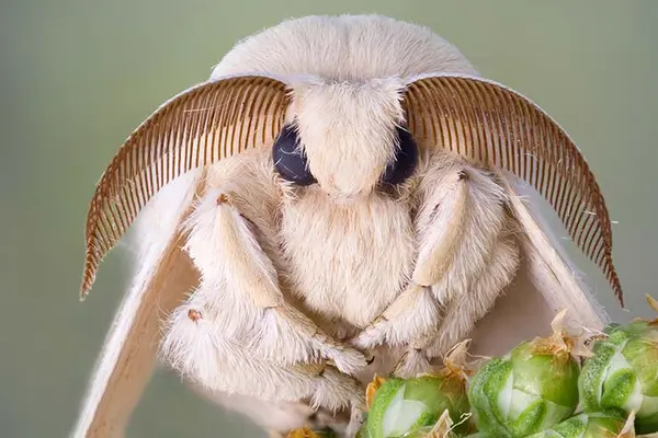 Why was the moth so unpopular?