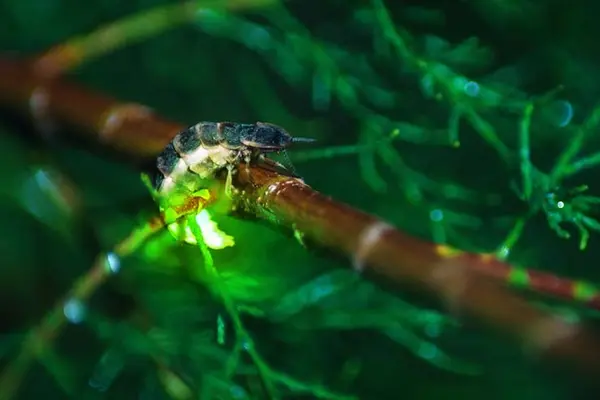 What makes a glow worm glow?