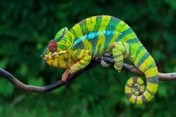 Why was the chameleon such a good cashier?