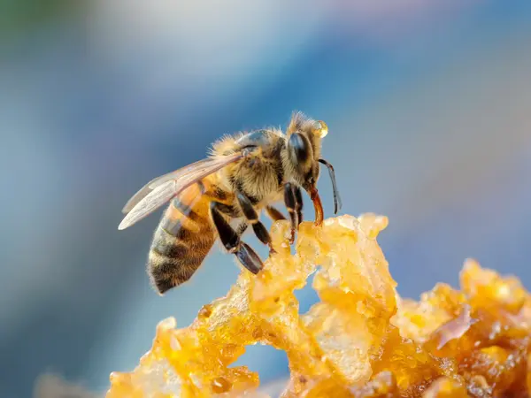 Where do bees go on their vacation?