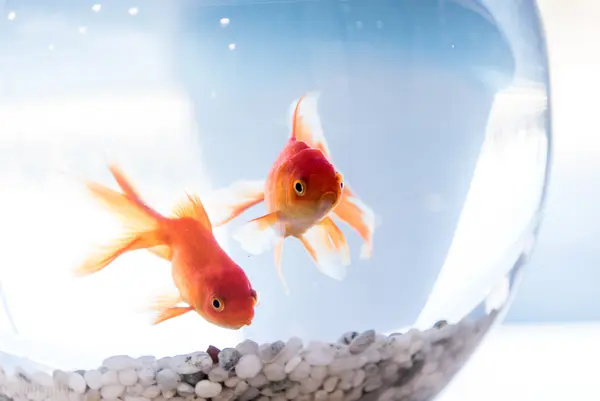 Why was the goldfish suspected of murder?