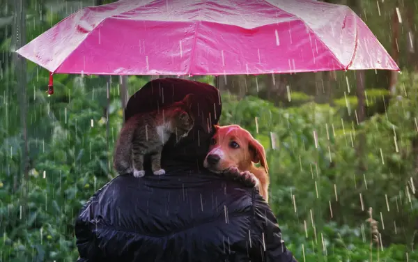 Why should you watch out when it's raining cats and dogs?