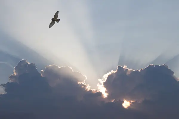 What do you call a bird that's afraid to fly?