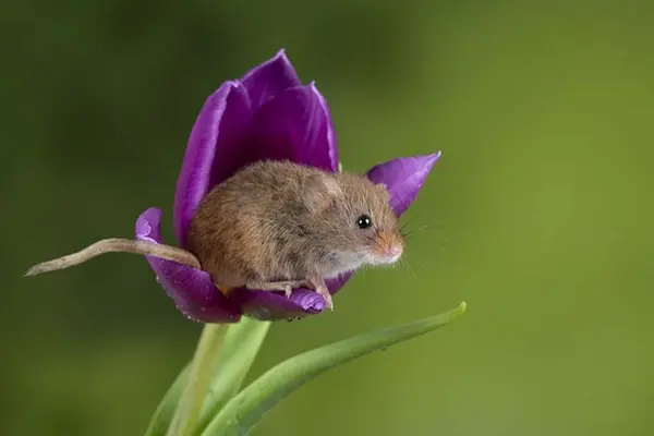 When should a mouse carry an umbrella?