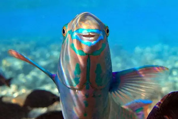What do naked fish play with?