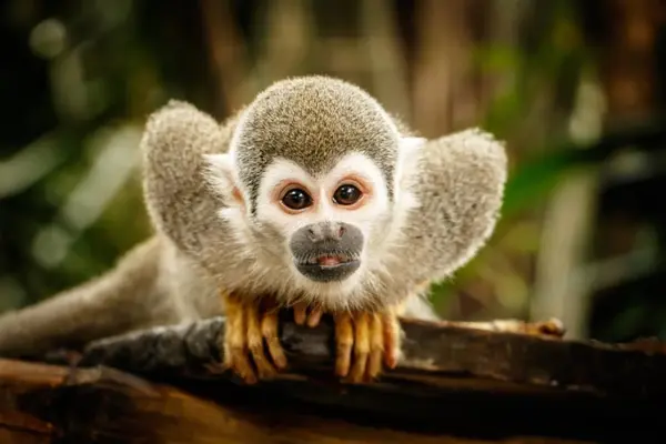 What do you call a monkey who's a whiz at technology?