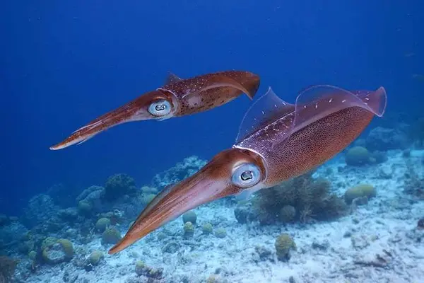 How does a squid go into battle?