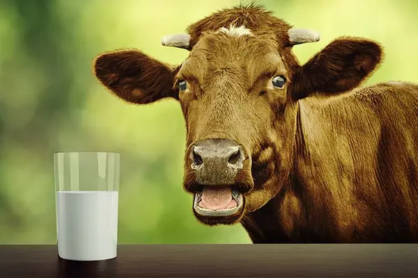 Why is it impossible to believe anything a cow says?
