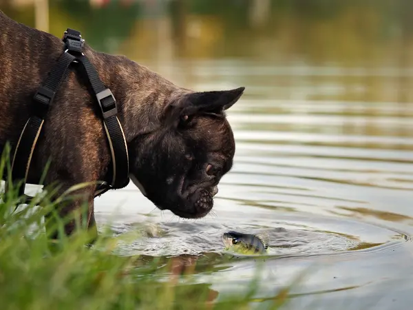 What type of fishing are dogs best at?