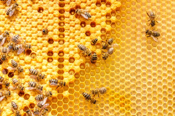 Why is there so much gossip in a beehive?