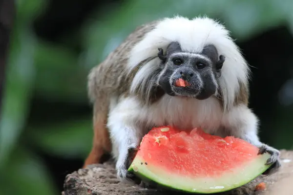 Why did the monkeys start eating watermelon at the zoo?