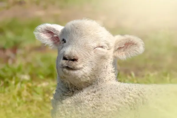 Why are sheep such great pranksters?