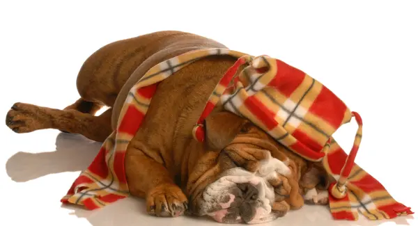 Which animal dresses like a lumberjack?