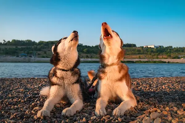 Why do dogs howl at the moon?