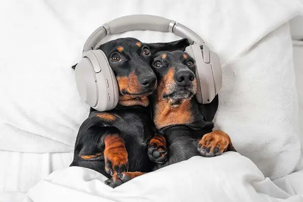 What do you get if cross two young dogs with a pair of headphones?