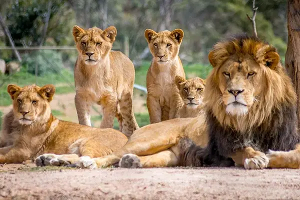 What book do lions read aloud to their whole family?
