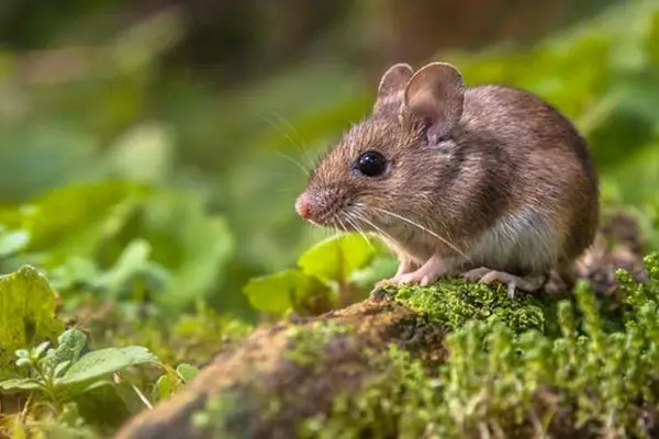 How do you spell mousetrap in just three letters?